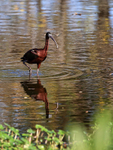 Glossy Ibis wading, Wakodahatchee Wetlands, Florida