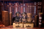 dogs-110