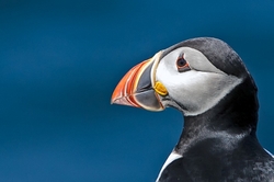Puffin Portrait