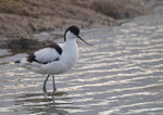 Avocet
