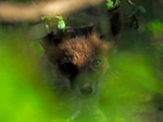 Red Fox cub