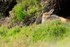 Mountain Hare, Findhorn Valley, Scotland