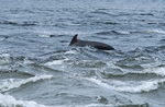 Bottlenose Dolphin