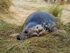 Atlantic Grey Seal