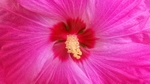 Spirit Hibiscus 66
