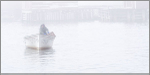 LOBSTERMAN IN FOG - FOGO ISLAND