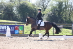 Unaffiliated Dressage portfolio