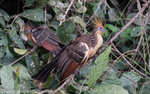 Hoatzin