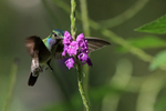 Hovering Charming Humm...