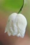 Magnolia Wilsonii1