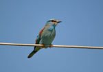 Roller