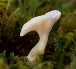 Snowy Waxcap