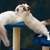 Sibling rivalry