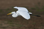 Great White Egret