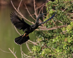 Anhinga (male) calling on landing approach, Venice Rookery, Florida