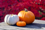 Pumpkins - on garden table - DSC_1552