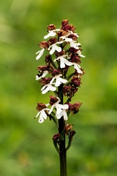 Lady Orchid