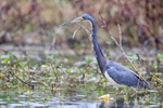 Tricolored Heron watches intently, Florida