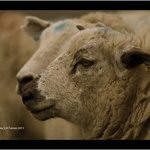 Welsh Sheep
