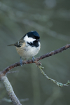 Coal Tit