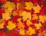 Istock #14329648