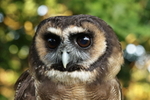 Asian Wood Owl by Mike Graystone 2