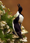 Guillemot