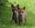 515 Fox cubs