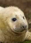 GREY SEAL PUP