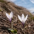 White crocus (Crocus vernus ssp albiflorus) 