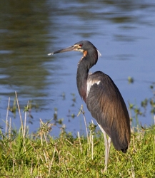 Tricolored Heron _0021