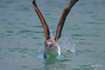 Blue-footed Booby 8
