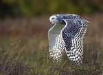 Snowy Owl