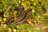 Adder - Beach along Suffolk Coast