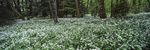 Wild Garlic Londesborough