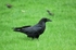 Raven