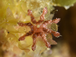 Calvadosia campanulata