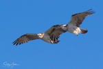Osprey Pair in Flight 1