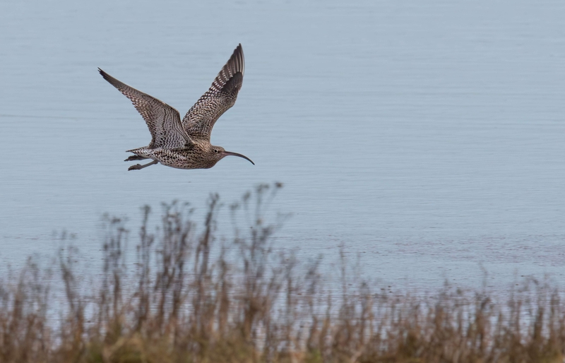 Eurasian Curlew - Dee Estuary - North Wales