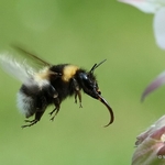 Bombus ruderatus (Large Garden Bumblebee)