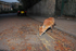 Urban Fox, Bristol _ UR047