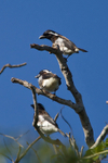 White-eared Barbet portfolio