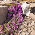 Purple saxifrage (Saxifraga oppositifolia) also  purple mountain saxifrage