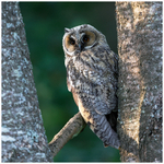 Long Eared Owl Portrait 2 
