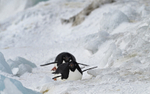 Adelie Penguins