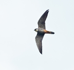 Hobby