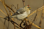 Hornemanns Arctic Redpoll