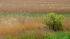 RSPB Minsmere 6May22-80