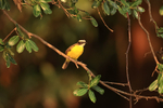 Rusty-margined Flycatcher portfolio