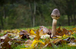 Fungi, Tatton Park, Cheshire